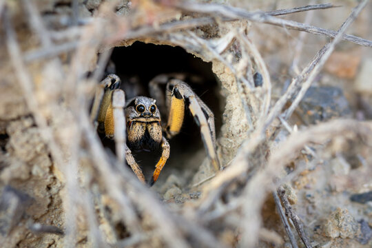 hembra de lycosa hispanica en la entrada de su nido