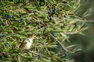 hembra de tarabilla europea en un olivo