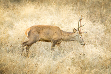 ciervo macho alimentandose en una pradera