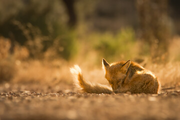 Retrato de un zorro rojo juvenil con fondo desenfocado