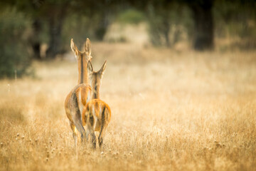 hembra de ciervo y cervatillo huyendo