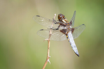 Libelula depresa sobre una rama con fondo verde