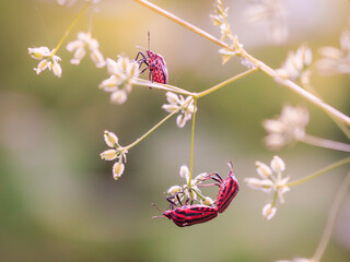 Graphosoma lineatum sobre planta de hinojo