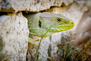 lagarto ocelado asomando en un muro de piedra