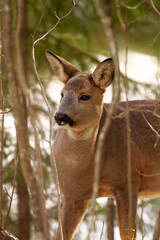 Deer looking past the camera