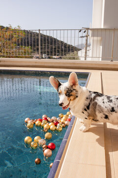 Corgi dog near the pool in sunny day 