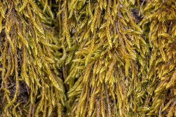 Green moss on the bark of a tree in the forest.