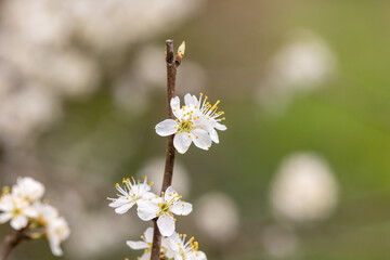 White flowers of Prunus spinosa on a branch in spring - obrazy, fototapety, plakaty