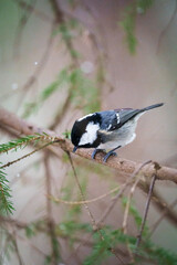 Small tit looking down on a branch