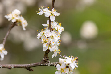 White flowers of Prunus spinosa on a branch in spring