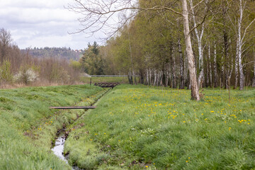 Man-Made Stream at Forest's Edge in Park