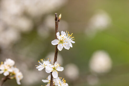 White flowers of Prunus spinosa on a branch in spring