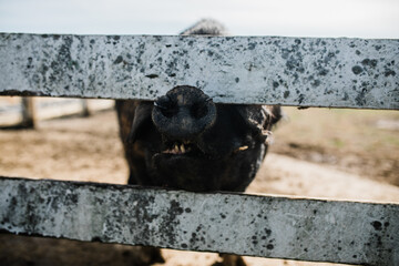 hog nose through a fence
