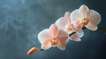 Exquisite Orchid Blooming in Vibrant Colors