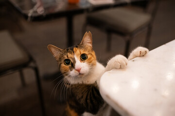 Cat Looking For Food While Standing At The Table