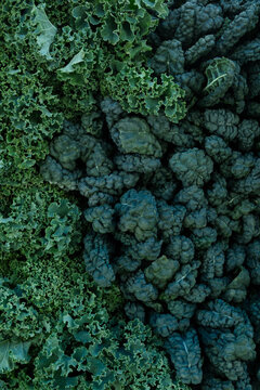 Fresh kale background