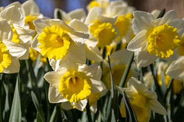 Fototapeta premium daffodils in the garden