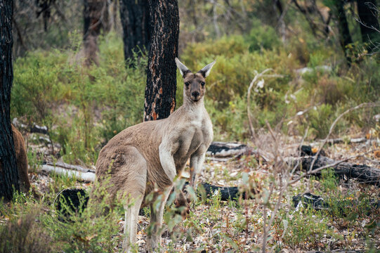Western grey kangaroo in bushland