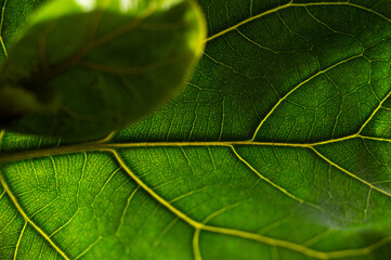 Texture of green leaves. Macro shot of a leaf.