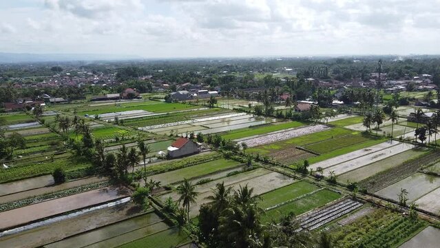 Shimmering sunlight with rice fields in the background