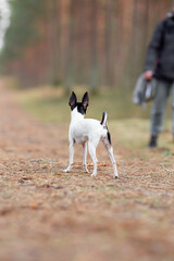 Beautiful purebred American toy fox terrier Dog and Owner Play Tug-of-War with Natural Sheep fur...