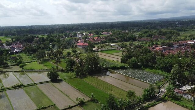 Settlements surrounded by rice fields
