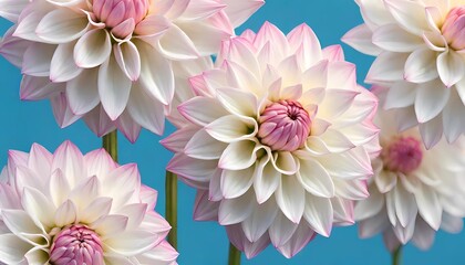 pink dahlia flower