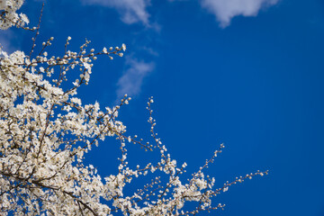 białe kwiaty na drzewie mirabelki na niebieskim tle nieba z chmurą