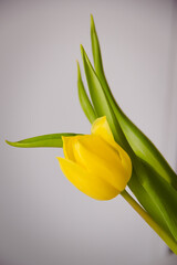 tulipan, żółty, z bliska, białe tło  - obrazy, fototapety, plakaty