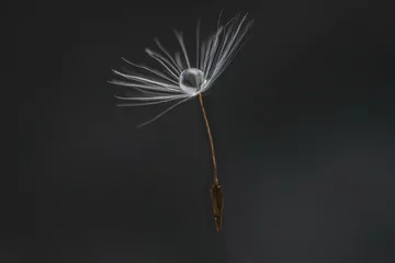  dandelion seed head © lahcen