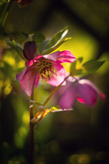 Kwiaty wiosenne. Różowe ciemierniki (Helleborus)  © anettastar