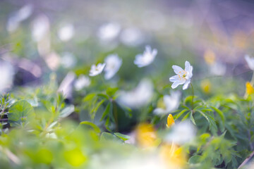 Kwiaty wiosenne, biały zawilec gajowego (Anemone nemorosa)	