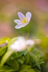 Kwiaty wiosenne, biały zawilec gajowego (Anemone nemorosa)	