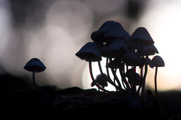 Mushrooms in backlight in the wood, Mycena, Silhouette. Sardinia, Italy