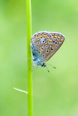 Common Blue butterfly (Polyommatus icarus)