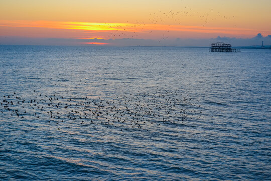 Starlings in flight gather into flocks before sunset against the backdrop of a burnt pier.