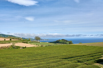 cha goreana tea plantation on sao miguel island portugal