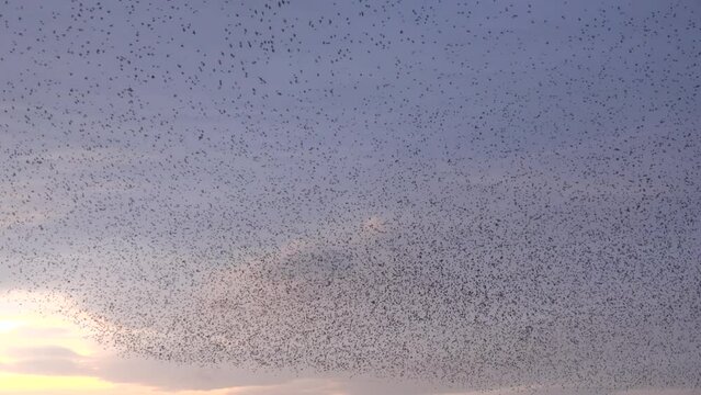 Large flock of starlings in the sky in murmuration England UK 4K