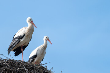Two white stork in the nest under the blue sky