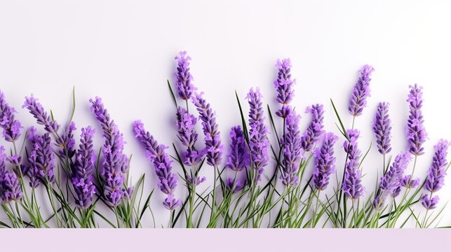 Beautiful lavender flowers with green leaves on soft artistic image isolated on white background.