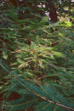 Enchanting Conifer Detail: Lush Forest Summer Snapshot