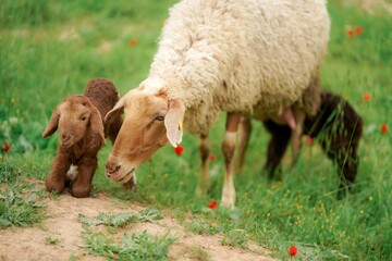 sheep with baby on a green meadow