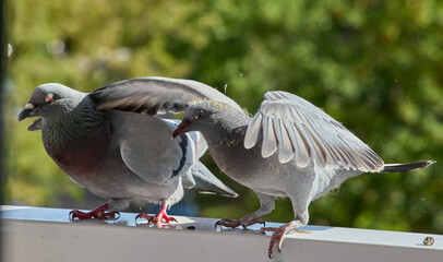 A parent pigeon with its chick in an urban setting.