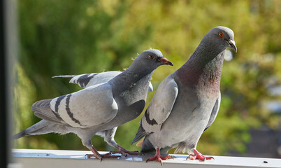 A parent pigeon with its chick in an urban setting.
