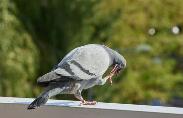 Pigeon chick scratching its ear