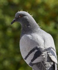 Young Pigeon with Light Refraction in Its Eye