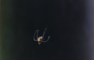 Hydra microorganism