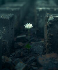Esta flor solitaria se yergue como un faro de soledad y fortaleza, emergiendo con dignidad de entre...