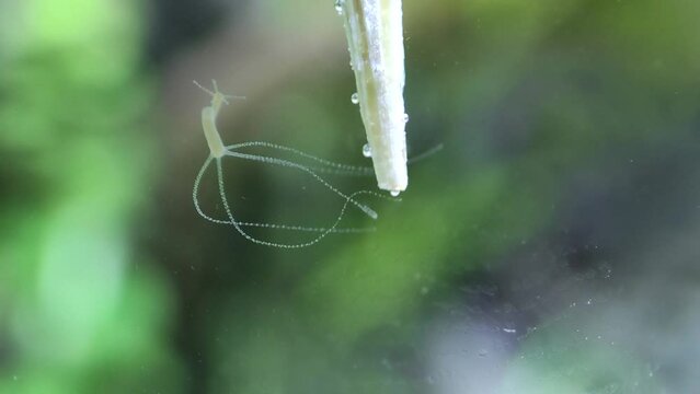 Hydra is a genus of small fresh-water microorganism