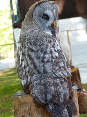 Hibou Oiseau nocturne